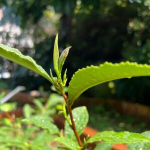 べにふうきの新芽