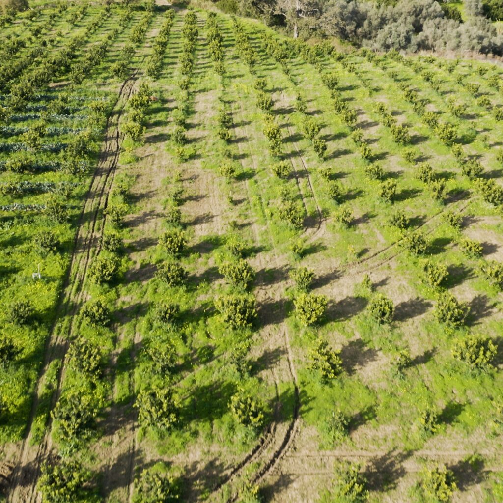 南イタリアのベルガモットの畑