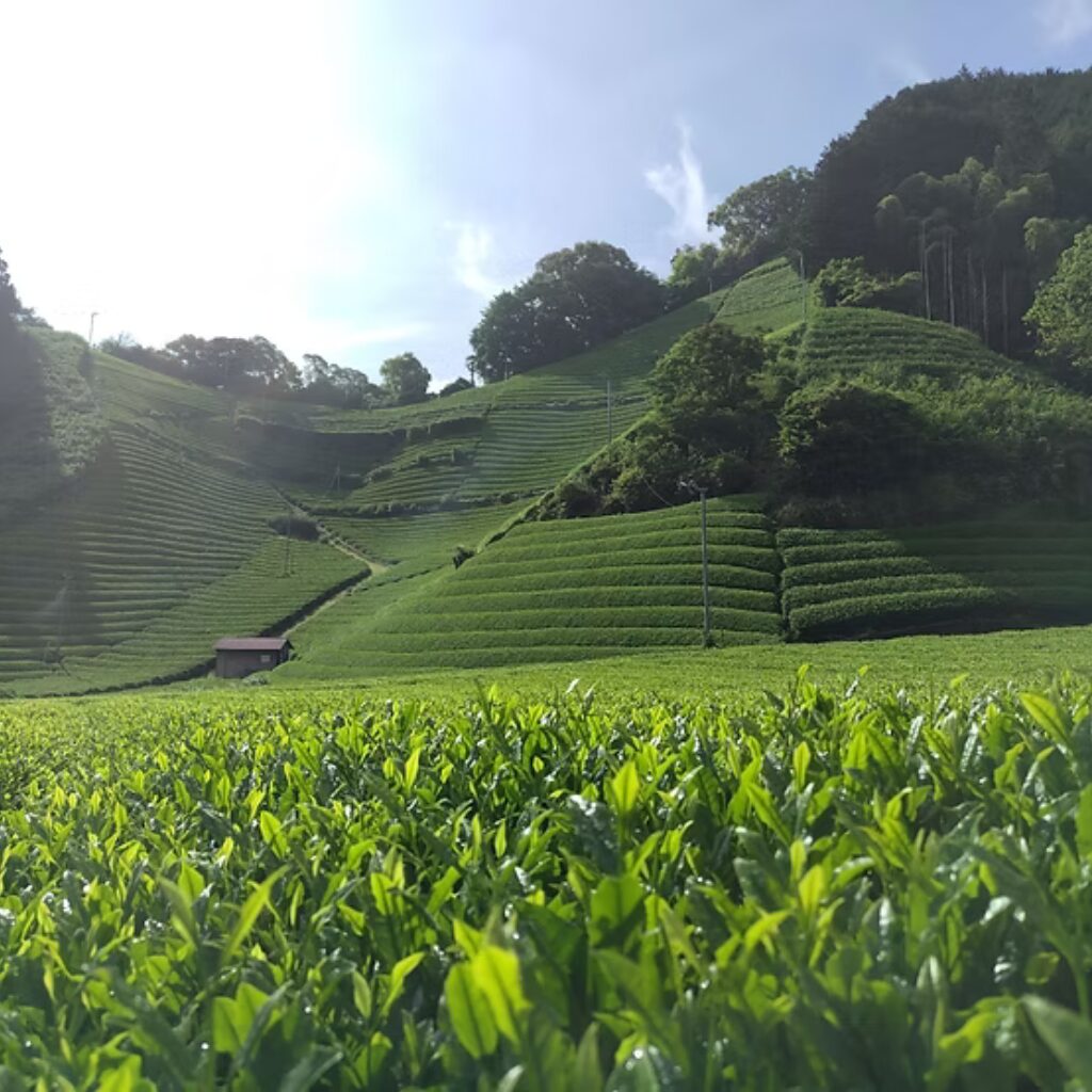目指す味わいから逆算するお茶づくり ―森内茶農園
