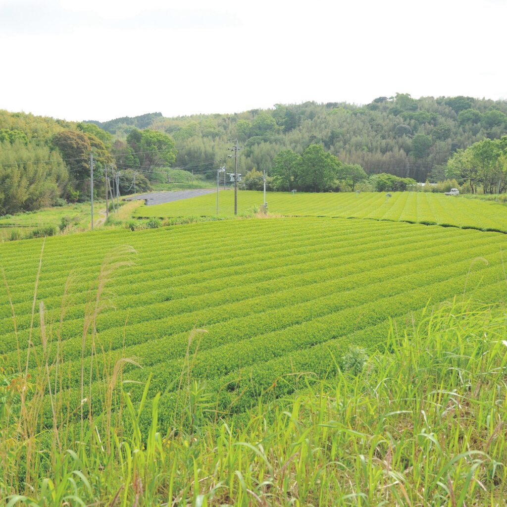 蛍の舞う茶畑から― 宮崎県新富町の茶農家「もりもっ茶」のストーリー