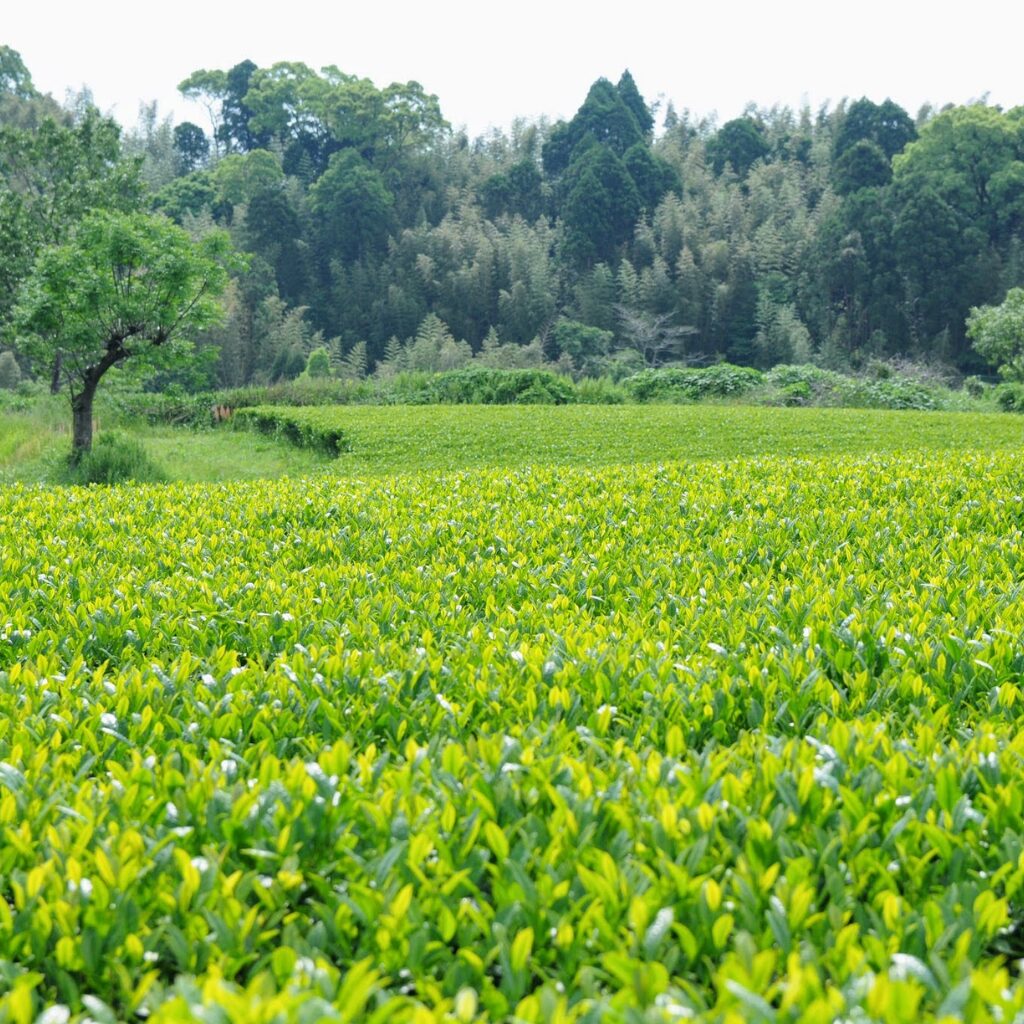 もりもっ茶様みなみさやか茶畑