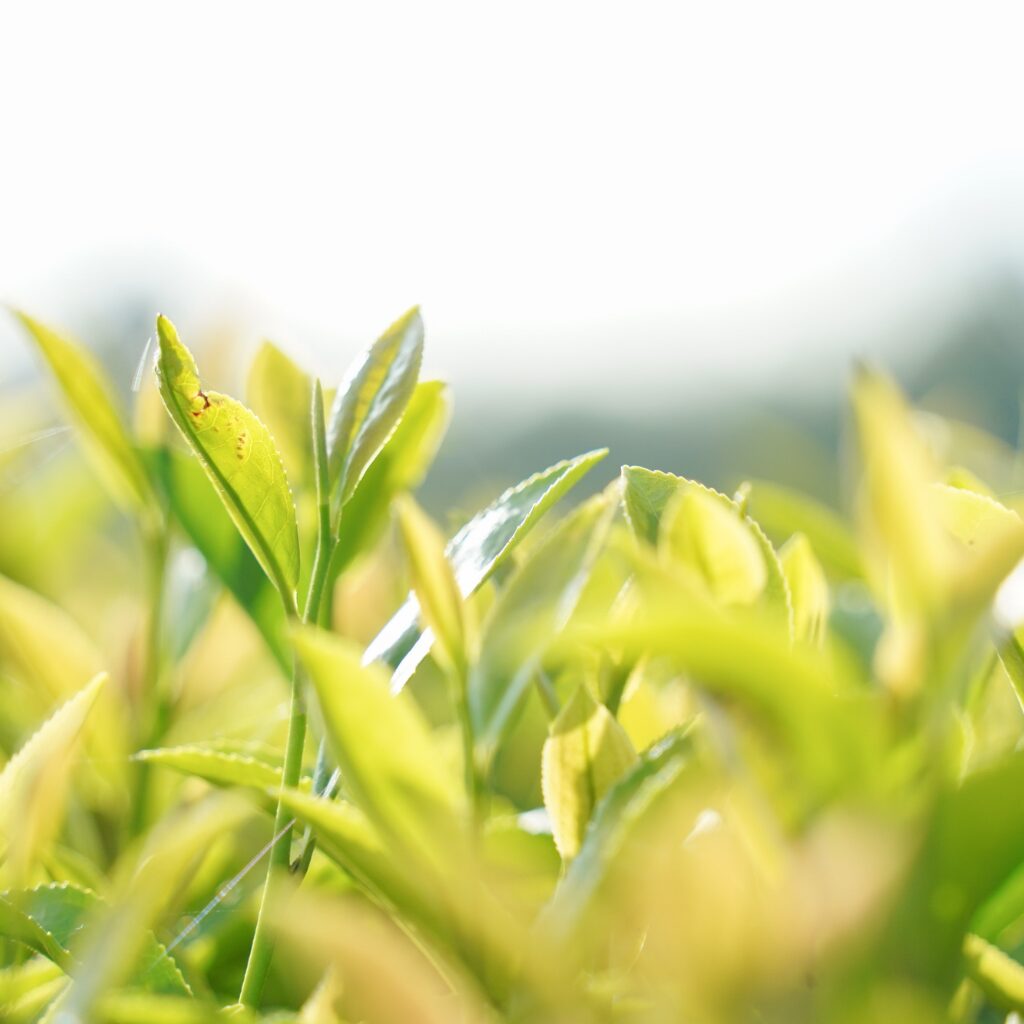 もりもっ茶様やまなみ茶畑