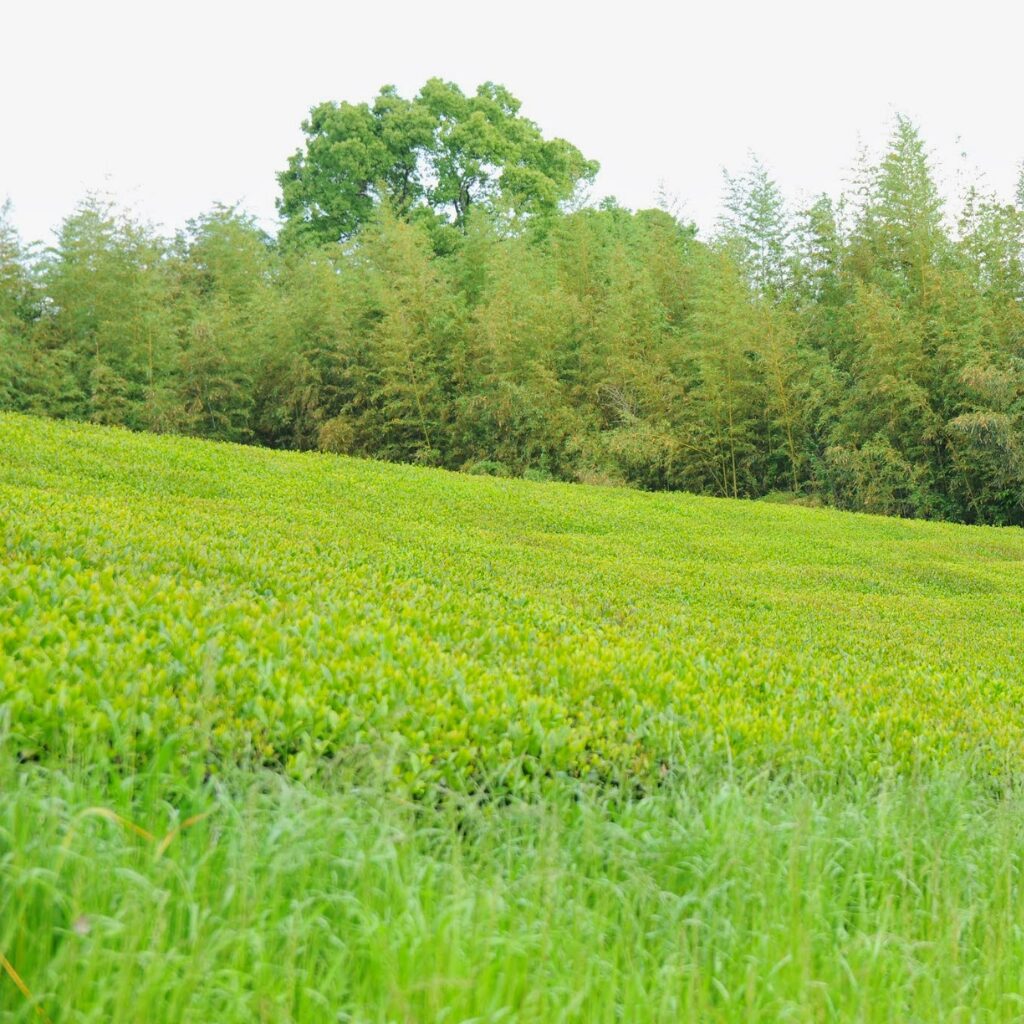 もりもっ茶様在来茶畑